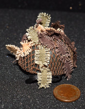 Dragon 1/6th Scale WW2/WWII British Para Helmet "BB"