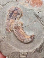 Beautiful fossil with 2 Euloma