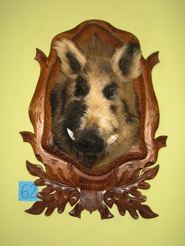 Wild boar head large - head,