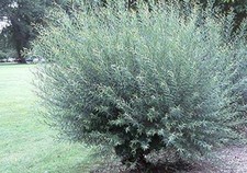 One Basket Willow Bush
