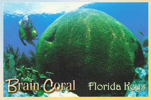 Florida keys brain - florida,