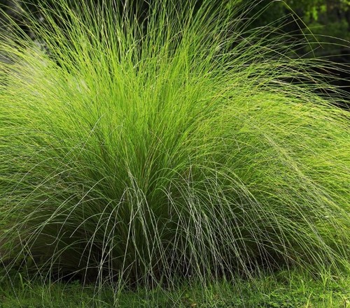 1500 weeping love grass seeds - weeping,