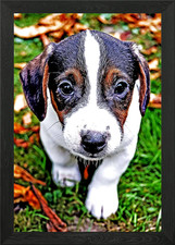 Beagle Puppy Framed Wall Art