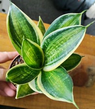 Sansevieria Hahnii 'Super Star', Rooted Guinea Sansewieria, Collectable Plant