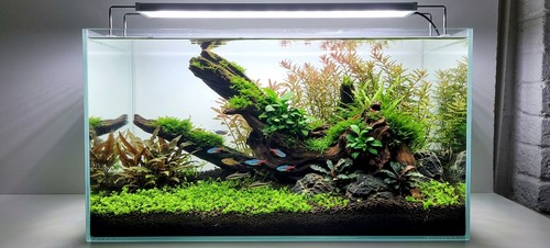 Natural aquarium driftwood - aquarium,