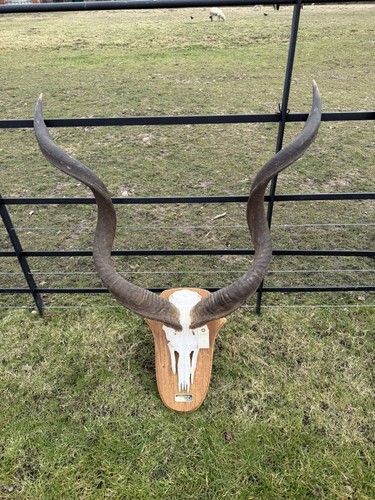Real taxidermy kudu - taxidermy,