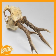 old vintage Deer Stag Roe-deer