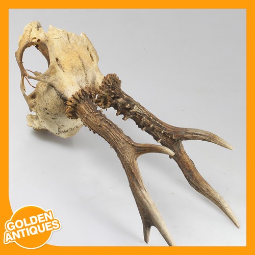 Old vintage deer stag roe - deer, roe-deer