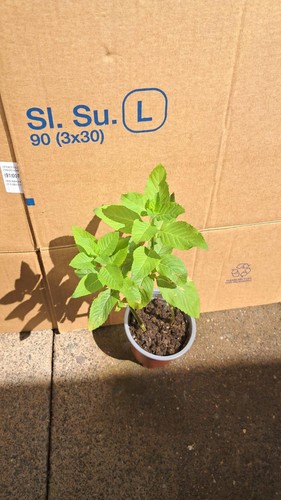 Large tulsi basil plant - 2x,