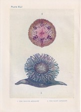 1907 SEA ANEMONE Print - Antique - Sea Life Wall Art - 6.15 x 4.25 Inches