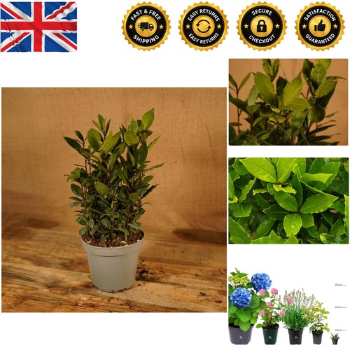 Evergreen fragrant bay tree - evergreen,