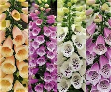 Mixed Foxgloves Seeds