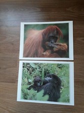 1970`S   PAIR   OF  PRINTS