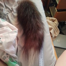 Silver Fox Tail