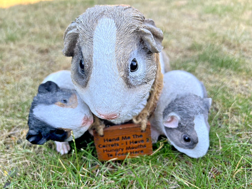Guineapigs pet guinea pigs - pet,
