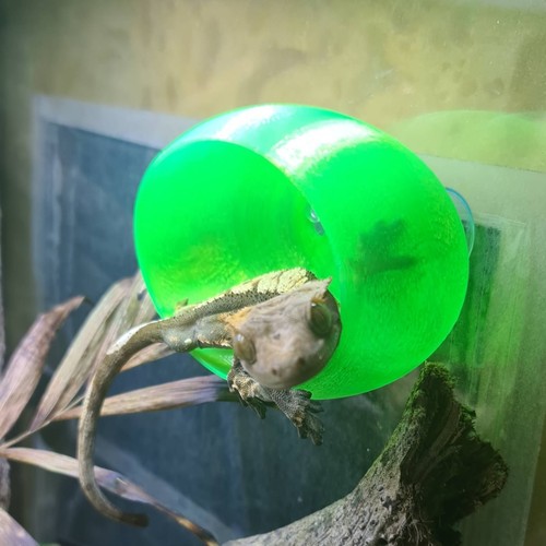 Juvenile gecko hide - juvenile, reptile
