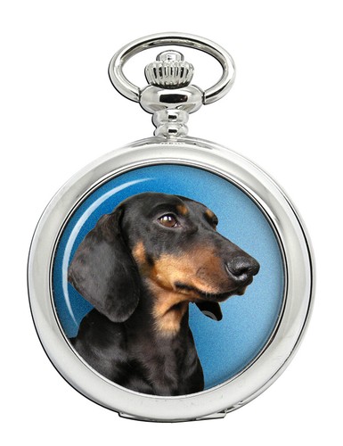 Miniature dachshund portrait - miniature,