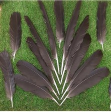Carrion crow rook - 30,