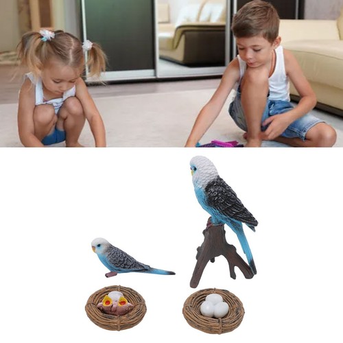 Pcs budgerigar growth cycle - 4,