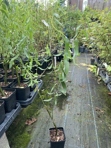 Corkscrew willow tree - willow,