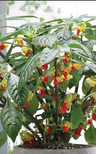 Impatiens niamniamensis parrot - impatiens,