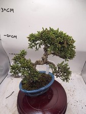 Mini  Juniper Bonsai  About 5