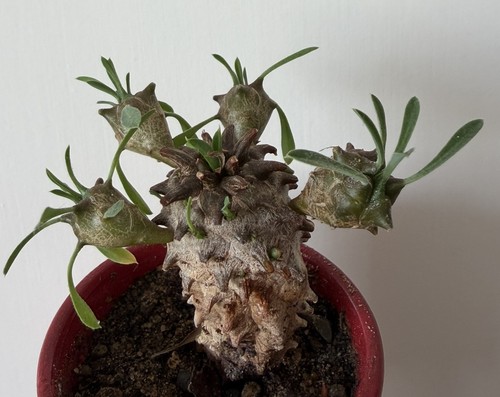 Euphorbia japonica suculent - euphorbia,
