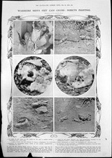 Old Insects Fighting Spider Honey Bee Liner Cymric Louis Mouillard 1912 20th