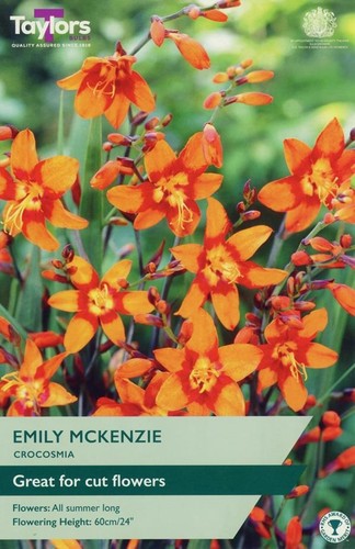 Crocosmia emily mckenzie - 'emily, mckenzie'