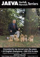 NORFOLK NORWICH TERRIER DOG