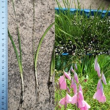 Dierama pulcherrimum Mix X3 Seedling Hardy Perennial Angels Fishing Rod Bareroot