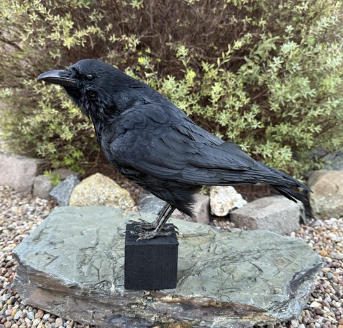 Taxidermy xl crow - 🎃,