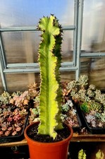 Euphorbia Ingens Variegated | The Cowboy Cactus | Tall succulent plant