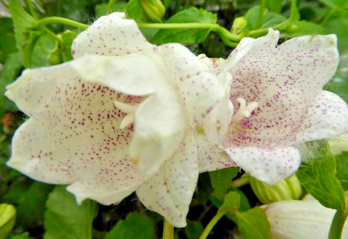 Campanula wedding bells - campanula,