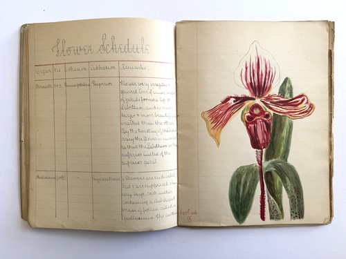 Antique 1901 botanical - antique,