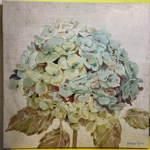 Kathryn white hydrangea - kathryn,