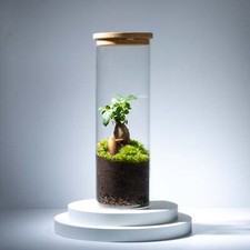 Bonsai Terrarium Living Ficus