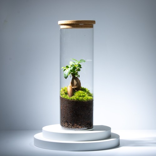 Bonsai terrarium living - terrarium, ficus