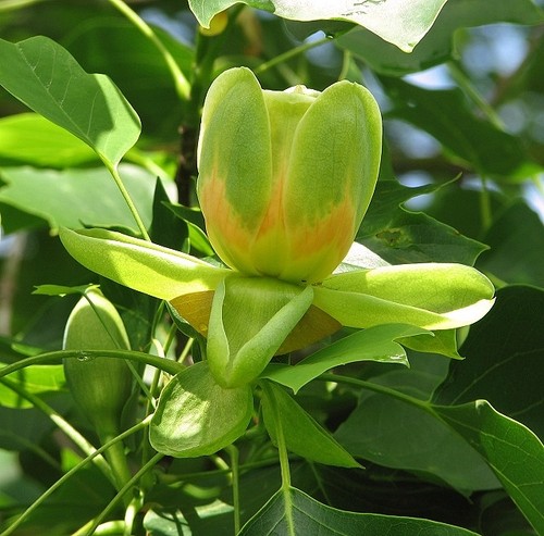 Photo 6x4 tulip tree - 6x4,