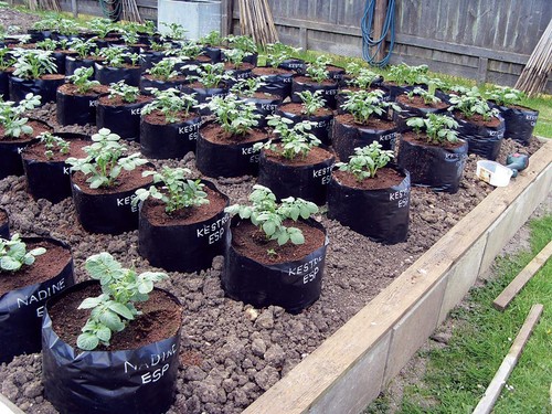 Pack polypots polythene - pack,