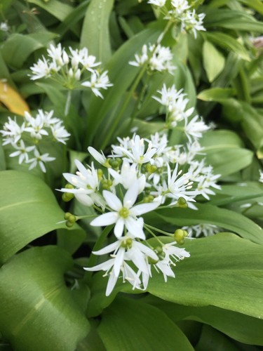 Wild garlic bulb shade - wild,