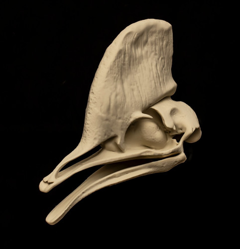 Cassowary skull replica life - skull,