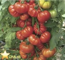 Bangladeshi , Indian F1 Hybrid