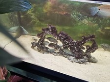 Aquarium Full Set+20 Fish .The Tank is 80 Litre. ??