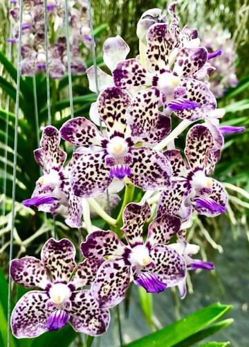 Vanda kyra green minghus - vanda, 'minghus'