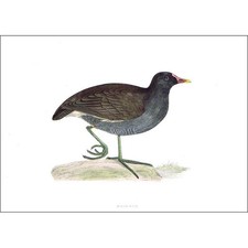 BIRDS Moor Hen - Hand Coloured