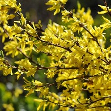 Large 60 cm Forsythia X