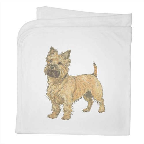 Cairn terrier standing - 'cairn, standing'