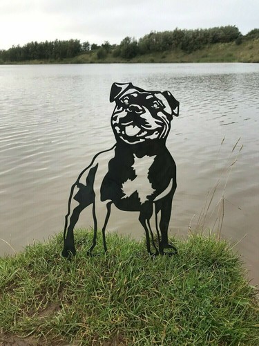 Staffordshire bull terrier - bull,