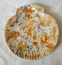 ANTIQUE WEDGWOOD MOONLIGHT